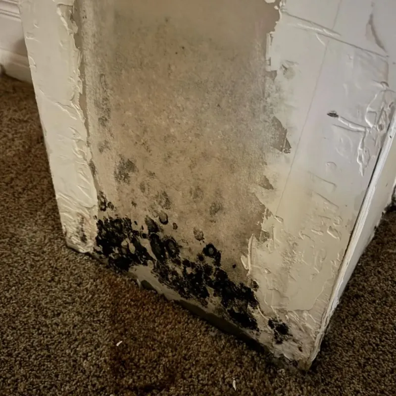 Professional Mold Removal in Midway, AR